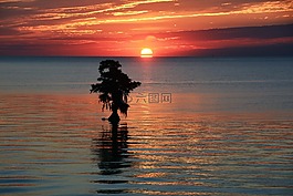 日出,樹,太陽