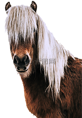 孤立,馬,動物