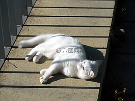 貓,俏皮,寵物
