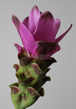 花,粉紅色,關閉