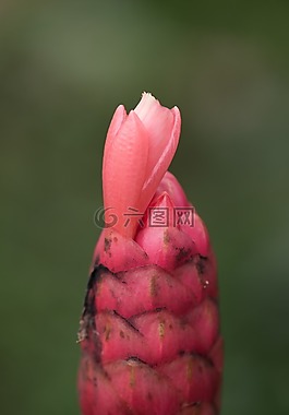 宏,花,性質(zhì)