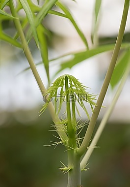 宏,植物,性質(zhì)