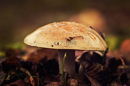 蘑菇,林林下,季节