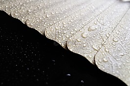 快門,窗簾,窗口