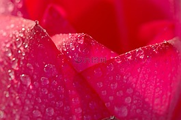 聯(lián)系安排,夏天,紅色