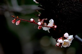 春天的花朵,梅花