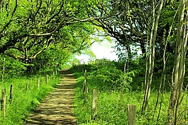 森林路徑,夏季,綠色
