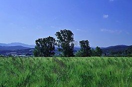 大麥場,鄉(xiāng)村景觀,大自然