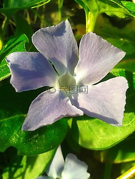 花,性質(zhì),野生