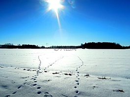 野兔軌道,跟蹤,霜