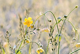 花多,盛開,鮮花