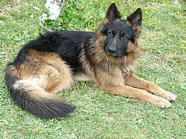動物,狗,德國牧羊犬