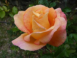 鮮花,粉色,性質(zhì)