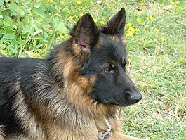 動(dòng)物,狗,德國牧羊犬