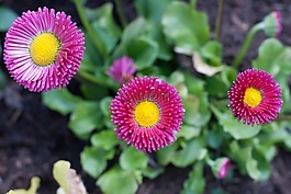 花,斯堪的納維亞半島,瑞典