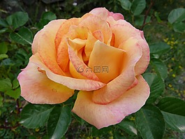 鮮花,粉色,宏