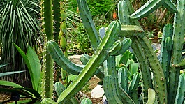 仙人掌,綠色,花