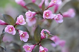 開花,花,草藥
