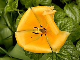 花,花園,植物