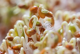 苗,幼苗,水芹