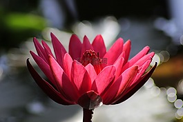 花,睡蓮,放寬
