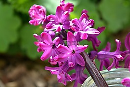 風(fēng)信子,花,春天的花