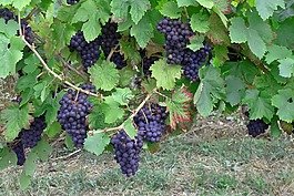 葡萄,酒,年份