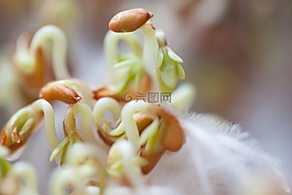 水芹,苗,幼苗