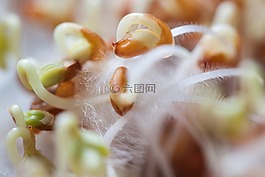 水芹,幼苗,植物