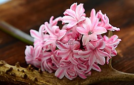 風信子,花,春天的花