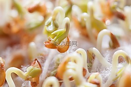 radicula,幼苗,水芹