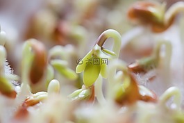 水芹,幼苗,植物