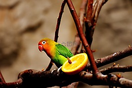 鳥,鸚鵡,豐富多彩