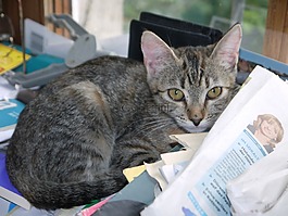 猫,婴儿,灰色