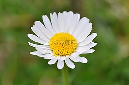 雛菊,花,指出花