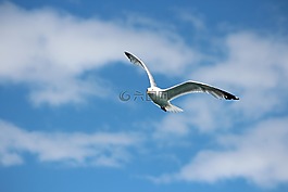 天空,自然,鳥