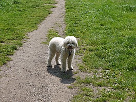lagotto,狗,白