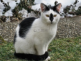 貓,寵物,動物