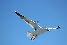 鳥,自然,飛行