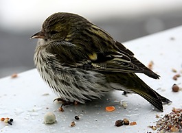 鸟,购买siskins,女性