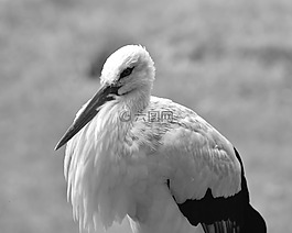 鸛,鳥,羽毛