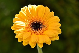非洲菊,橙,花