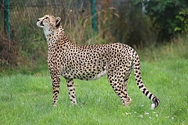 野生動物,哺乳動物,自然