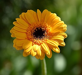 非洲菊,花,schnittblume