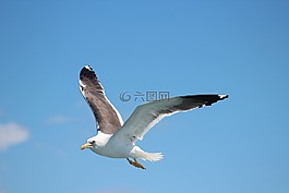 鳥,海鷗,飛行