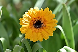 非洲菊,花,開花
