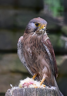 鷙鳥(niǎo),吃,動(dòng)物園