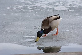 鴨,水,飲品