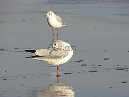海鷗,鏡像,水