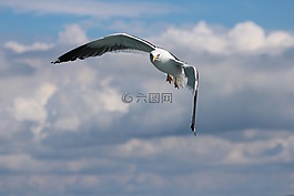 鳥,飛行,自然
